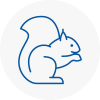 Carmarthen Rodent Removals