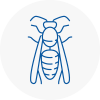 Carmarthen Wasp Nest Removal